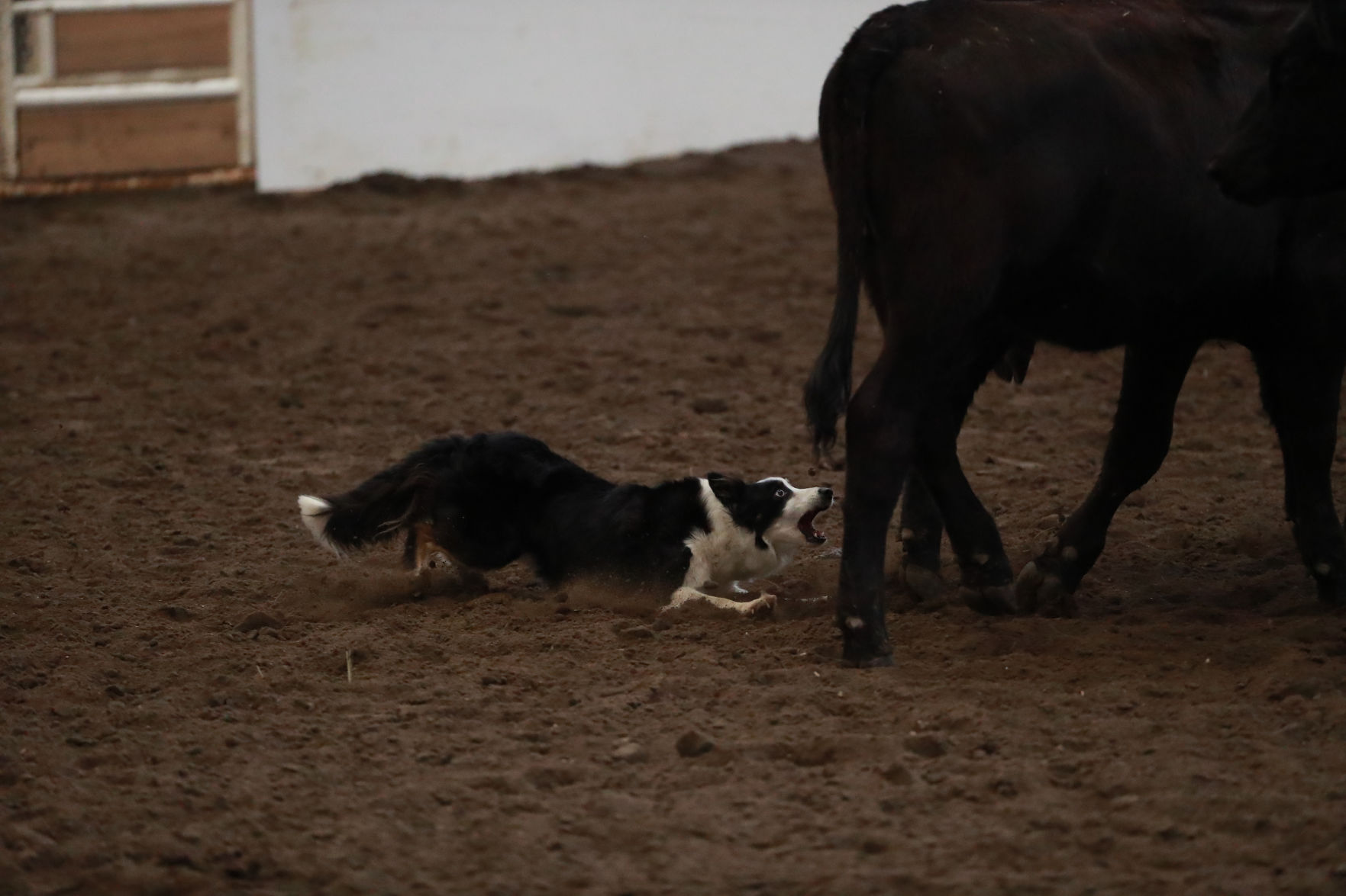 082819_StateFair0020_bjs.jpg